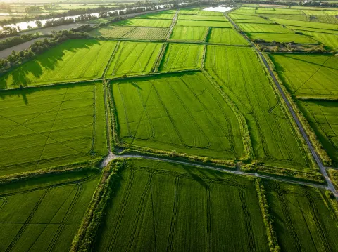 Vue aérienne des rizières de Camargue