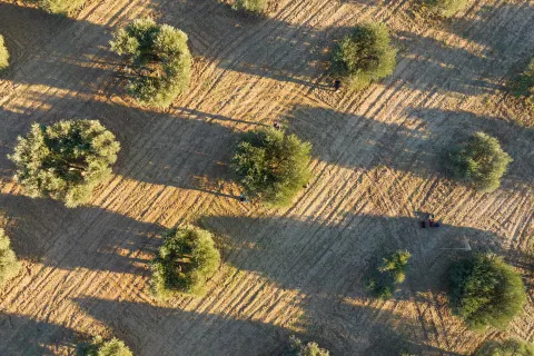 Vue aérienne d'oliviers centenaires dans la Vallée des Baux