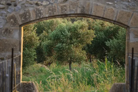 Oliveraie vue à travers une arche en pierre