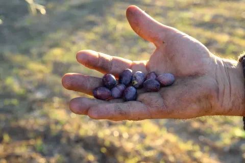 Main ouverte tenant des olives noires