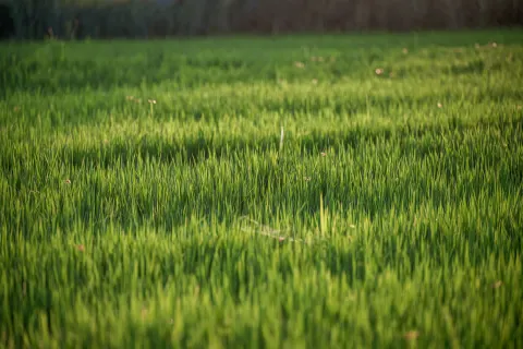 Jeunes pousses de riz dans une rizière