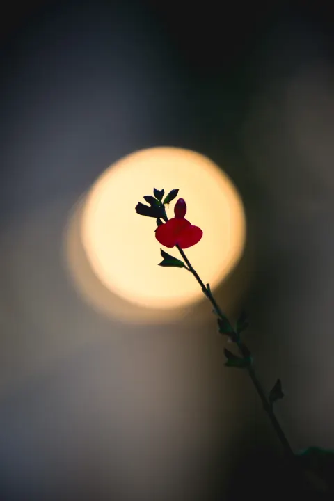 Fleur rouge en contre-jour devant une lanterne