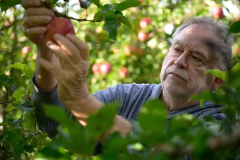 Arboriculteur cueillant une pomme Pink Lady