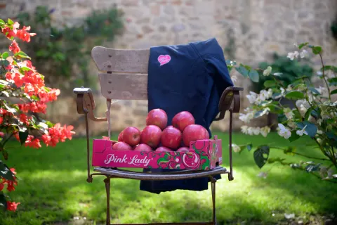 Caisse de pommes Pink Lady posée sur une chaise dans un jardin