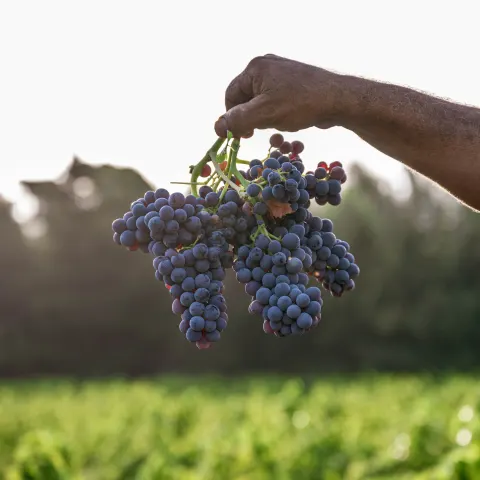 Main tenant une grappe de raisin noir au-dessus des vignes