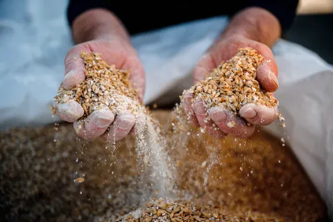 Mains laissant couler le grain au-dessus d'un sac