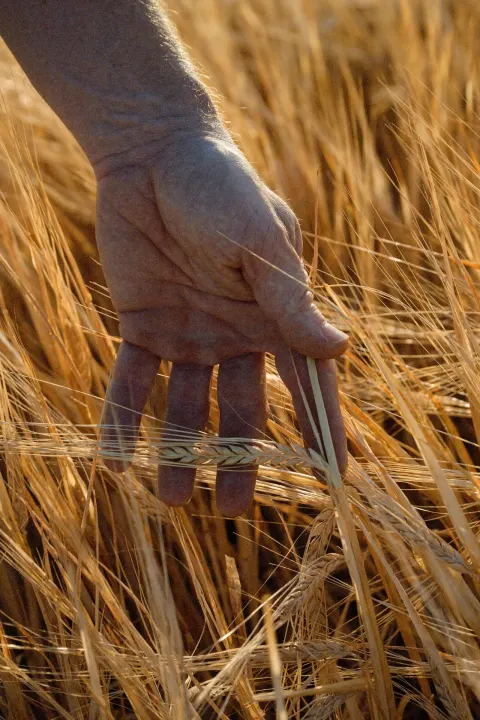 Main effleurant les épis d'orge mûrs