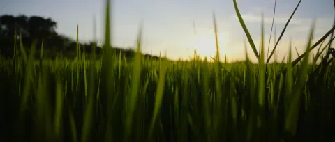 Champ de riz vert au soleil couchant